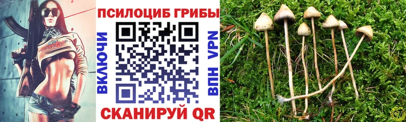 Псилоцибиновые грибы GOLDEN TEACHER  где найти наркотики  Медынь 